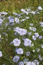 Linum perenne plants in bloom Royalty Free Stock Photo