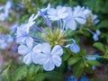 Light blue flowers of Tiny periwinkle. Catharanthus pusillus Royalty Free Stock Photo