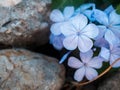 Light blue flowers of Tiny periwinkle. Catharanthus pusillus Royalty Free Stock Photo