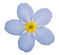 Light blue forget-me-not flower bloom Royalty Free Stock Photo