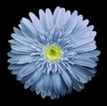 Light blue gerbera flower on the black isolated background with clipping path. Closeup. no shadows. For design. Royalty Free Stock Photo