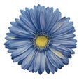 Light blue gerbera flower, white isolated background with clipping path. Closeup. no shadows. For design. Royalty Free Stock Photo