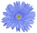 flower blue gerbera, white isolated background with clipping path. Closeup. no shadows. For design. Royalty Free Stock Photo