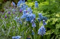 Light blue grape hyacinth muscari flowers planted in a flower bed. Royalty Free Stock Photo