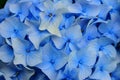 Pale blue Hortensia bloom cluster summer season flower background