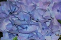Light Blue Hydrangea Blossom Blooming Royalty Free Stock Photo