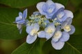 Light Blue Hydrangea Blossoms Blooming on a Bush Royalty Free Stock Photo