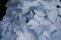 Light Blue Hydrangea Bush in Bloom Royalty Free Stock Photo