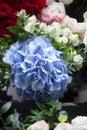 Light blue hydrangea and white roses. The bride`s bouquet. Mother`s Day and March 8