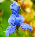 - light blue iris - a beautiful garden flower in summer. Royalty Free Stock Photo