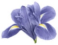 Light blue iris flower, white isolated background with clipping path.   Closeup.  no shadows.   For design. Royalty Free Stock Photo