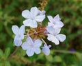 Light blue jasmine natural bouquet in the garden