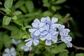 Light blue leadwort flowers - plumbago