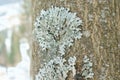 Light blue lichen growing on the bark of a tree Royalty Free Stock Photo