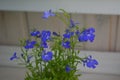 Light blue lobelia erinus flowers on the balcony Royalty Free Stock Photo