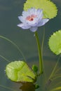 Vertical photo of light blue lotus with pink lotus pollen