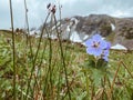 Light blue mountain flowers on a cloudy day against the snow mountains close-up Royalty Free Stock Photo