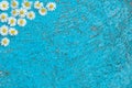 Light blue old textured background with daisy flowers Royalty Free Stock Photo