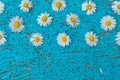 Light blue old textured background with daisy flowers turquoise Royalty Free Stock Photo