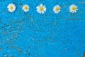 Light blue old textured background with daisy flowers turquoise Royalty Free Stock Photo