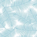 Light blue palm leaves on a white background exotic tropical haw Royalty Free Stock Photo