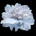 Light blue peony flower on black iisolated background with clipping path. Closeup. For design.