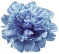 Light blue peony flower on a white isolated background with clipping path. For design. Closeup. Royalty Free Stock Photo