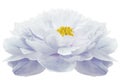 Light blue Peony flower on a white isolated background with clipping path. Nature. Closeup no shadows. Garden Royalty Free Stock Photo