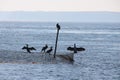 Silhouette of five cormorants sitting at the top of a rod and a flue Royalty Free Stock Photo