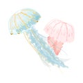 Light blue and pink jellyfishes or medusae are marine animals with umbrella-shaped bells.