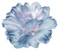 Light blue   tulip flower  on white isolated background with clipping path. Closeup.   For design. Royalty Free Stock Photo