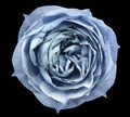 Light blue rose flower black isolated background with clipping path. Closeup no shadows. Royalty Free Stock Photo