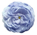 Light blue rose flower isolated on white background with clipping path. Closeup no shadows. For design. Royalty Free Stock Photo