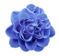 Light blue rose flower on a white isolated background with clipping path.Closeup no shadows. Royalty Free Stock Photo
