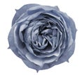 Light blue rose flower white isolated background with clipping path. Closeup no shadows. Royalty Free Stock Photo