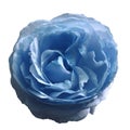 Light blue rose flower on white isolated background with clipping path. no shadows. Closeup. Royalty Free Stock Photo