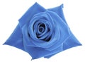 Light blue rose flower on white isolated background with clipping path. no shadows. Closeup. Royalty Free Stock Photo