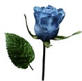 Light blue rose on white isolated background with clipping path. No shadows. Closeup. A flower on a stalk with green leaves aft Royalty Free Stock Photo