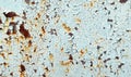 Light blue rust metal decayed crumpled sheet wide background. Royalty Free Stock Photo