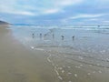 Carlsbad coastline blue sky sand piper birds