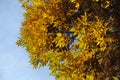 Light blue sky and amber yellow foliage of Fraxinus pennsylvanica in October