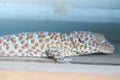 Light blue Tokeh Gecko Royalty Free Stock Photo