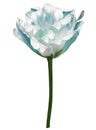 Light blue  tulip flower  on white isolated background with clipping path. Closeup. For design. Royalty Free Stock Photo