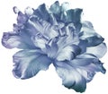 Light blue   tulip  flower  on white isolated background with clipping path. Closeup. For design. Royalty Free Stock Photo