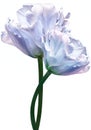 Light blue tulip. Flower on white isolated background with clipping path. For design. Closeup.