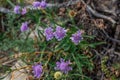 Light blue violet flowers, field plant growing among green grass in Siberian meadow. Baikal lake nature. Summer Royalty Free Stock Photo