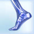 Light blue visualization of bones of foot.