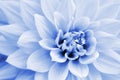 Light blue and white dahlia flower macro photo Royalty Free Stock Photo