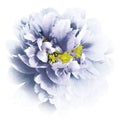 Light blue-white watercolor peony flower with yellow stamens on an isolated white background with clipping path. Closeup. For des