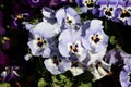 Light blue with white and yellow center Wild pansy or Viola tricolor small wild flowers with bright petals densely planted in Royalty Free Stock Photo